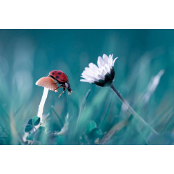 The story of the lady bug that tries to convice the mushroom to have a date with the beautiful daisy