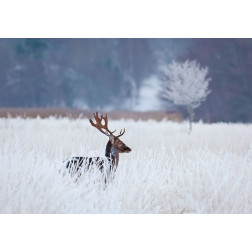 Fallow deer in the frozen winter landscape