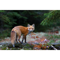 Red Fox in Algonquin Park