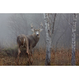White-tailed buck in the autumn fog