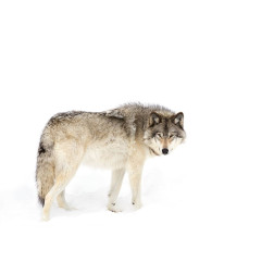 Canadian Timber wolf walking through the snow