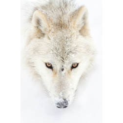 Arctic Wolf Closeup