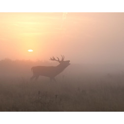 Misty Morning Stag