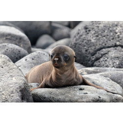Galapagos Sea Lion pup