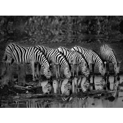 Zebras Reflection