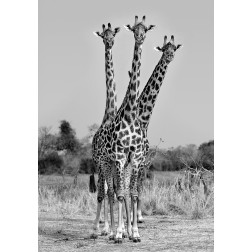 Giraffes Three